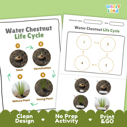 Print and go no-prep water chestnut botany activity sheets featuring clean minimalist design for classroom and homeschool science