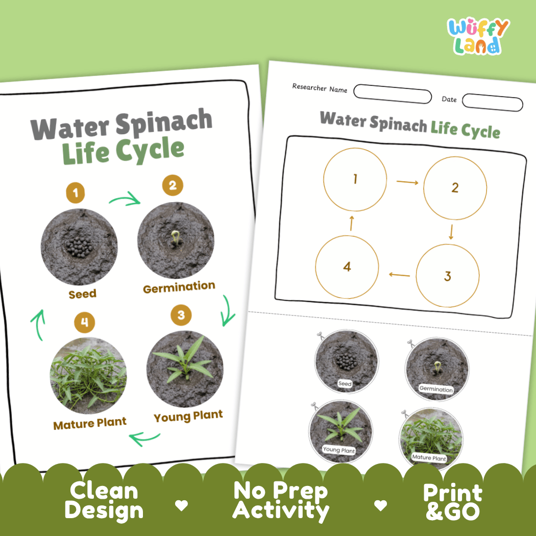 Print and go no-prep water spinach botany activity sheets featuring clean minimalist design for classroom and homeschool science