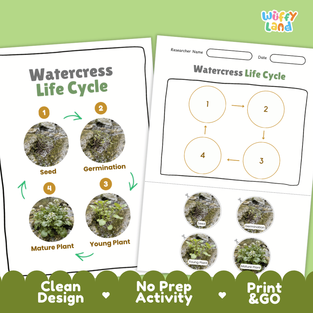 Print and go no-prep watercress botany activity sheets featuring clean minimalist design for classroom and homeschool science