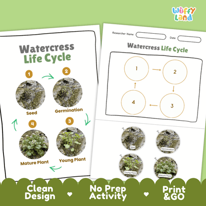 Print and go no-prep watercress botany activity sheets featuring clean minimalist design for classroom and homeschool science