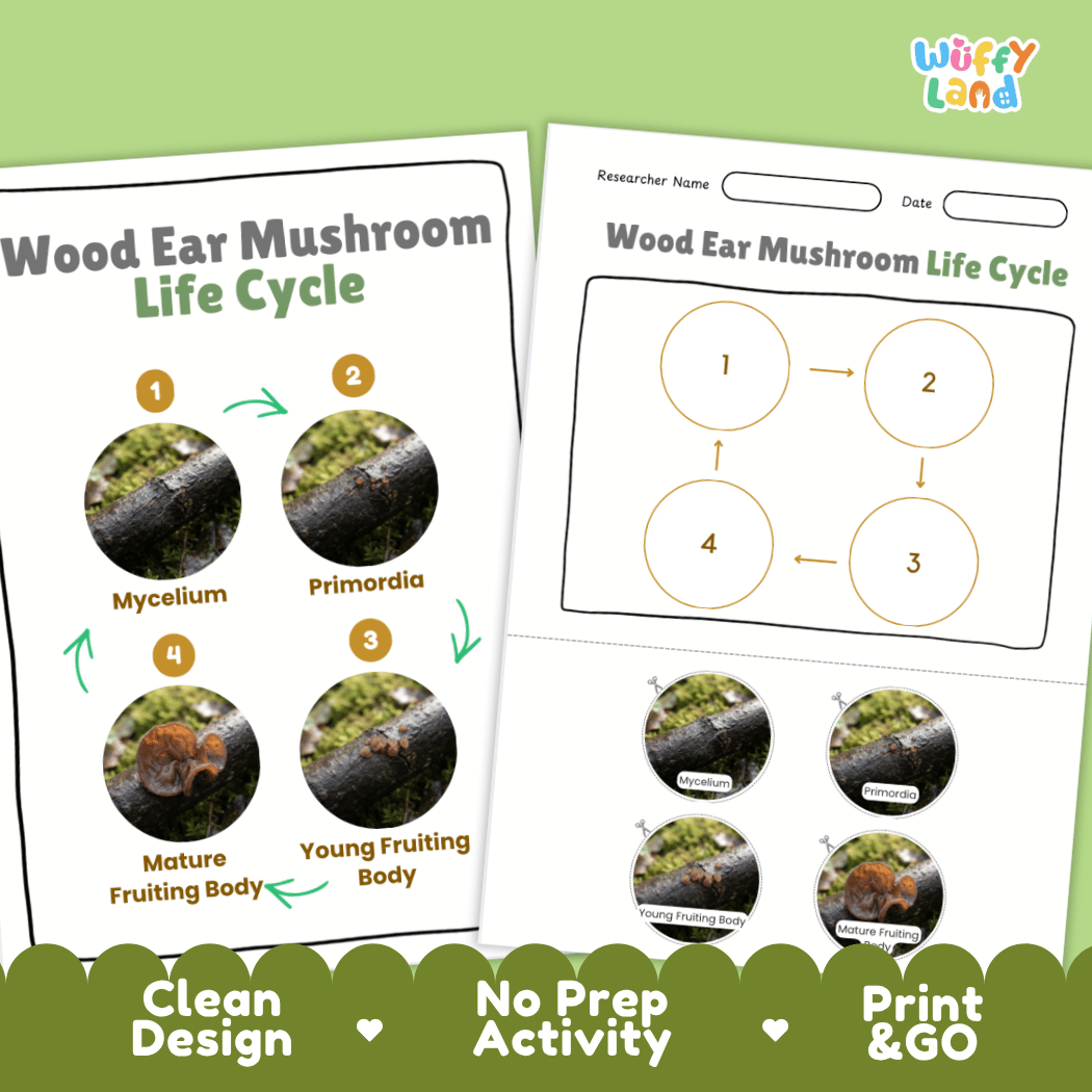 Print and go no-prep wood ear mushroom mycology activity sheets featuring clean minimalist design for classroom and homeschool science