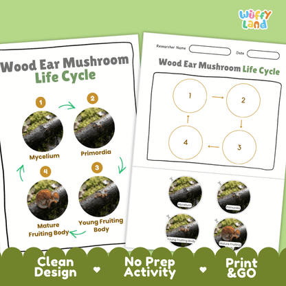 Print and go no-prep wood ear mushroom mycology activity sheets featuring clean minimalist design for classroom and homeschool science