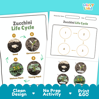 Print and go no-prep zucchini botany activity sheets featuring clean minimalist design for classroom and homeschool science