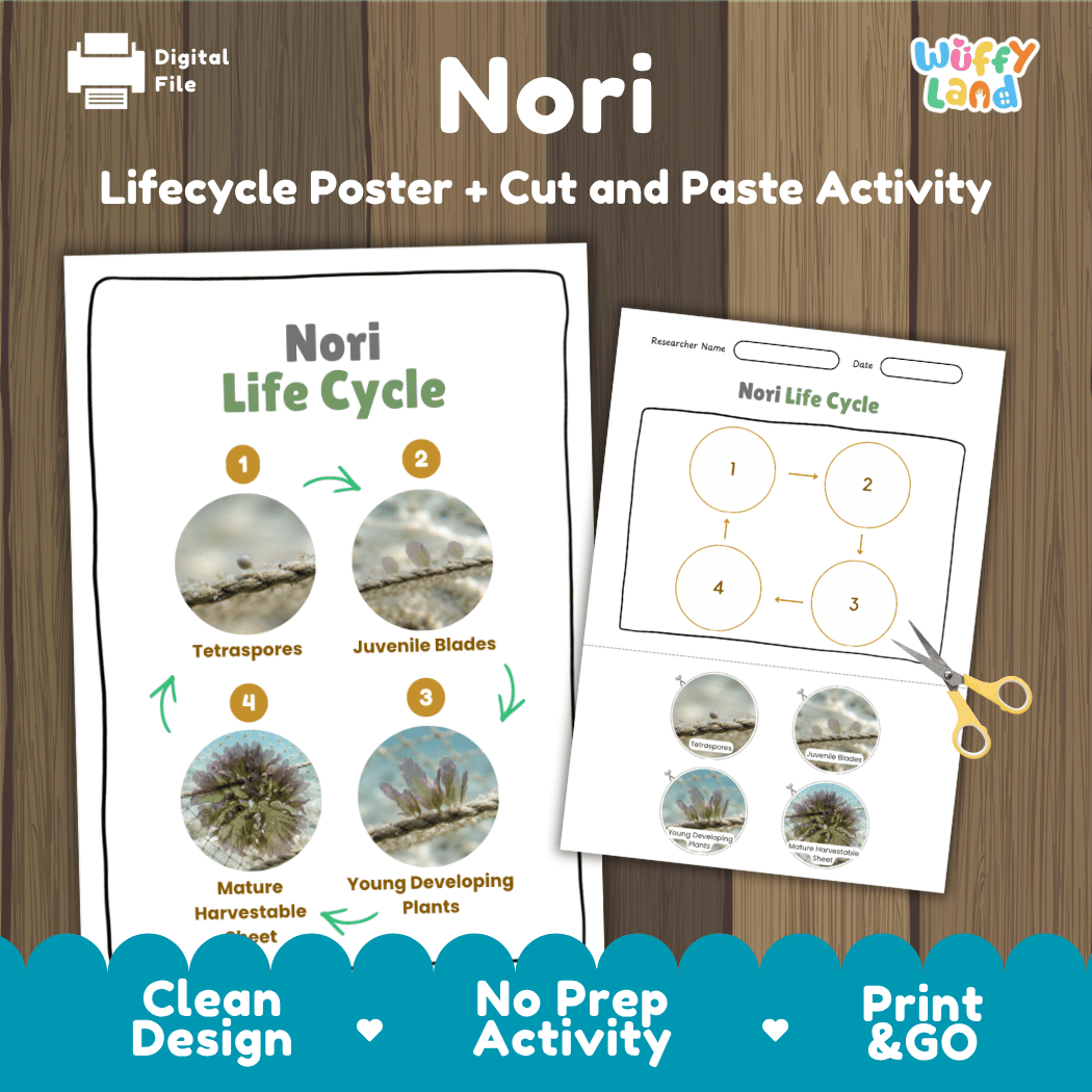 Nori seaweed life cycle educational printable pack cover showing visual reference poster and cut and paste sequencing worksheet with real photography