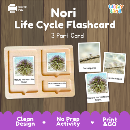 Nori Life Cycle Flashcard set by Wiffy Land, featuring a wooden 3-part card tray with sample photos of nori algae stages and labels for mature harvestable sheet, tetraspores, and visible blades, shown on a wood-textured background with promotional text.