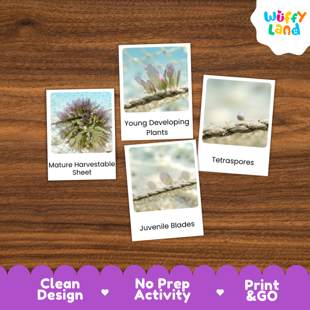 Four botanical identification cards displayed on a brown wood-grain background, labeled 'Mature Harvestable Sheet,' 'Young Developing Plants,' 'Tetraspores,' and 'Juvenile Blades.' A 'Wuffy Land' logo appears in the top right, and a purple banner at the bottom reads 'Clean Design,' 'No Prep Activity,' and 'Print & GO.