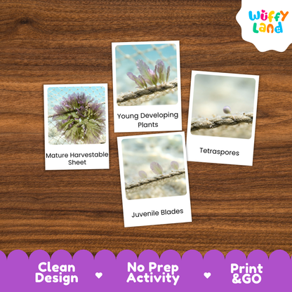 Four botanical identification cards displayed on a brown wood-grain background, labeled 'Mature Harvestable Sheet,' 'Young Developing Plants,' 'Tetraspores,' and 'Juvenile Blades.' A 'Wuffy Land' logo appears in the top right, and a purple banner at the bottom reads 'Clean Design,' 'No Prep Activity,' and 'Print & GO.