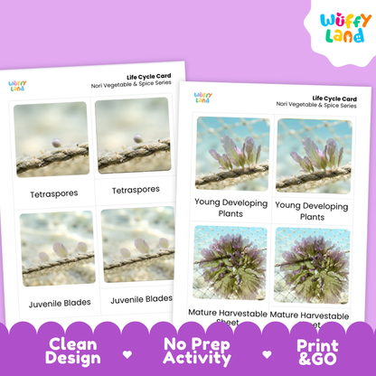 Two printed life cycle cards for non-vegetable and spice series plants shown on a lavender background, with the Wiffy Land logo in the top right and promotional text along the bottom.