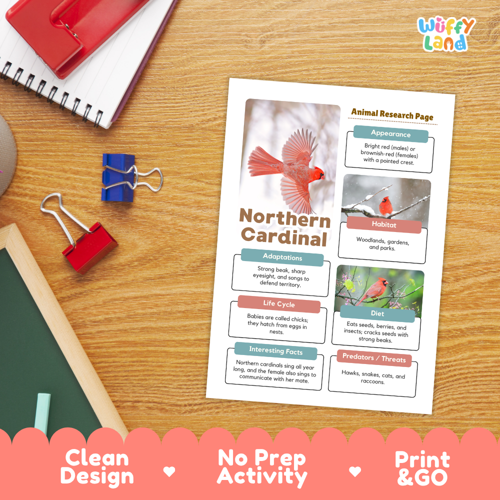 A printed educational poster about the Northern Cardinal laid on a wooden desk, surrounded by school supplies including a red spiral notebook, blue and red binder clips, and a pink pen. The poster has colorful labeled sections with photos of cardinals and text about adaptations, habitat, diet, life cycle, and predators.
