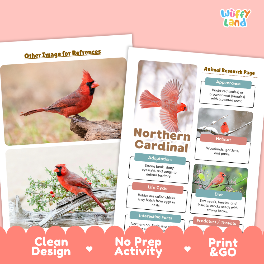 Two printed educational poster pages about the Northern Cardinal displayed on a pink background. One page shows reference photos of cardinals, and the other is an animal research page with labeled sections for appearance, habitat, adaptations, life cycle, diet, interesting facts, and predators.