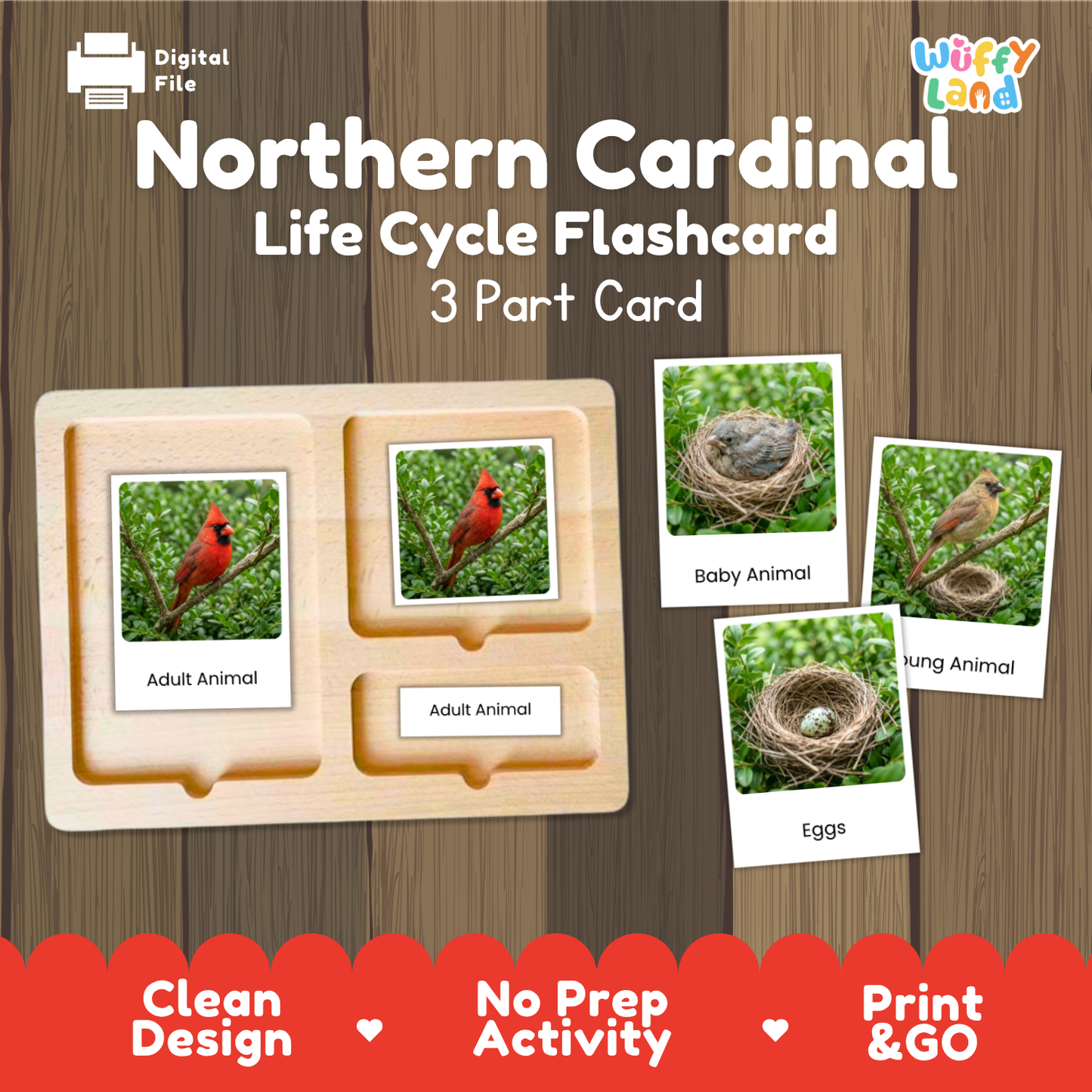 Northern Cardinal Life Cycle Flashcard set by Wiffy Land, featuring a 3-part wooden card tray and four sample flashcards showing cardinal life stages and eggs, displayed on a wood-grain background with promotional text.