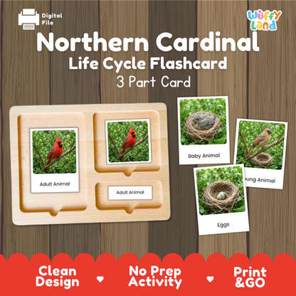 Northern Cardinal Life Cycle Flashcard set by Wiffy Land, featuring a 3-part wooden card tray and four sample flashcards showing cardinal life stages and eggs, displayed on a wood-grain background with promotional text.