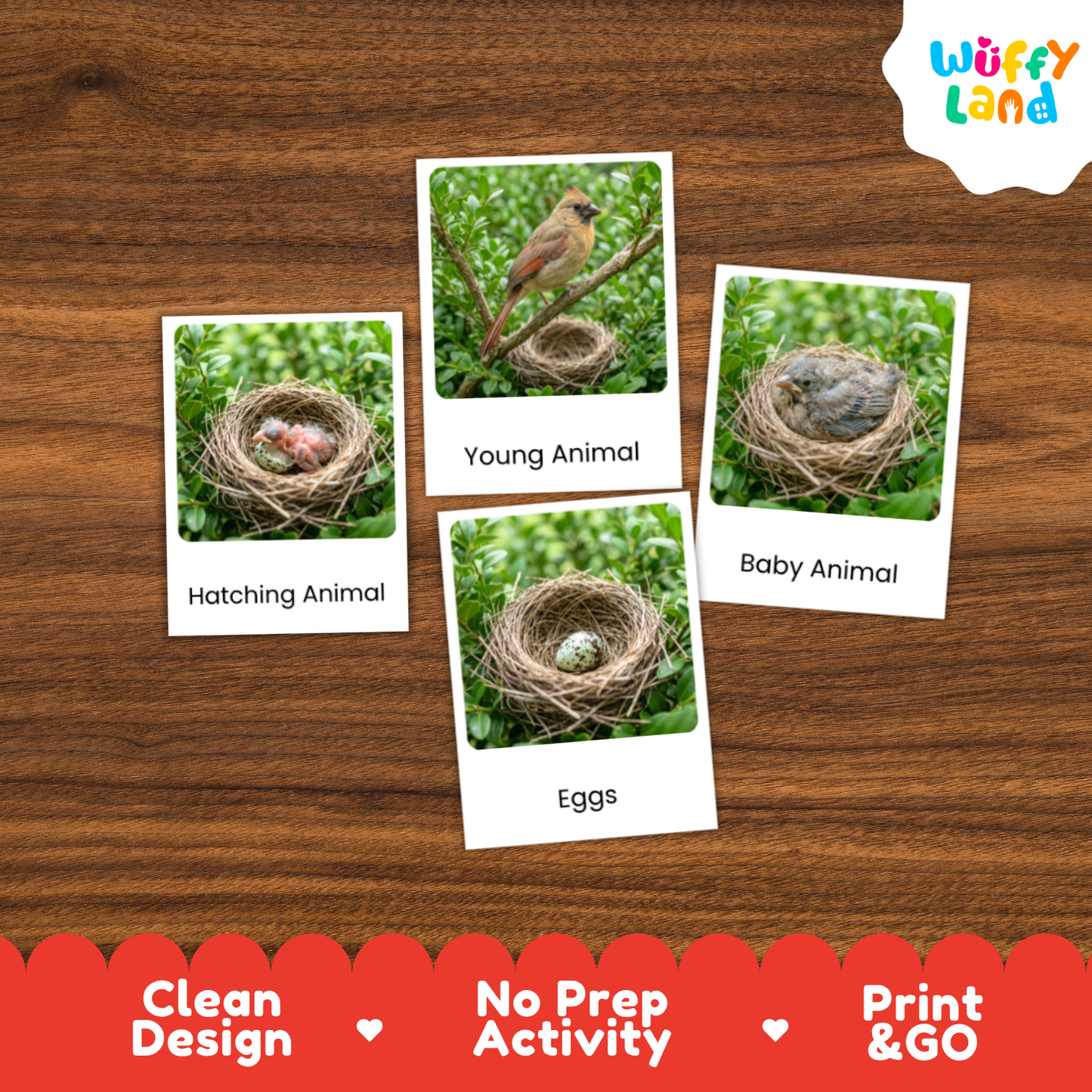 Northern Cardinal Life Cycle Flashcards | Montessori 3 Part Cards Science Activity