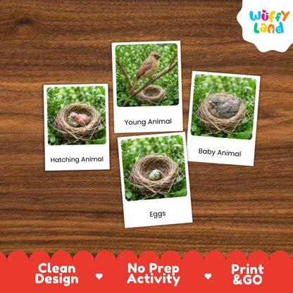 Northern Cardinal Life Cycle Flashcards | Montessori 3 Part Cards Science Activity