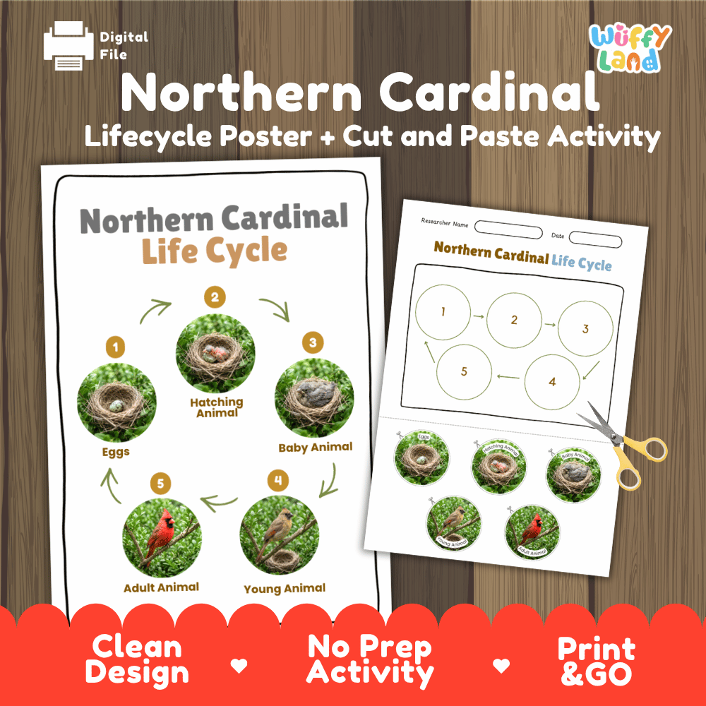 Northern Cardinal Life Cycle Poster and Cut and Paste Worksheet Activity