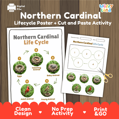 Northern Cardinal Life Cycle Poster and Cut and Paste Worksheet Activity