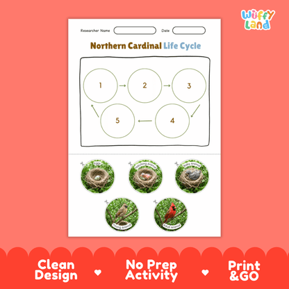 Northern Cardinal Life Cycle Poster and Cut and Paste Worksheet Activity