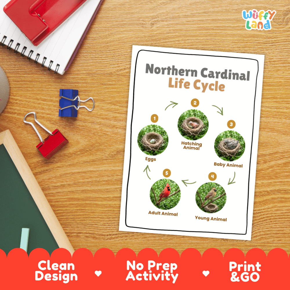 Northern Cardinal Life Cycle Poster and Cut and Paste Worksheet Activity