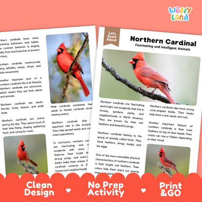 Northern Cardinal Reading Passage and Questions Worksheets with Answer Key