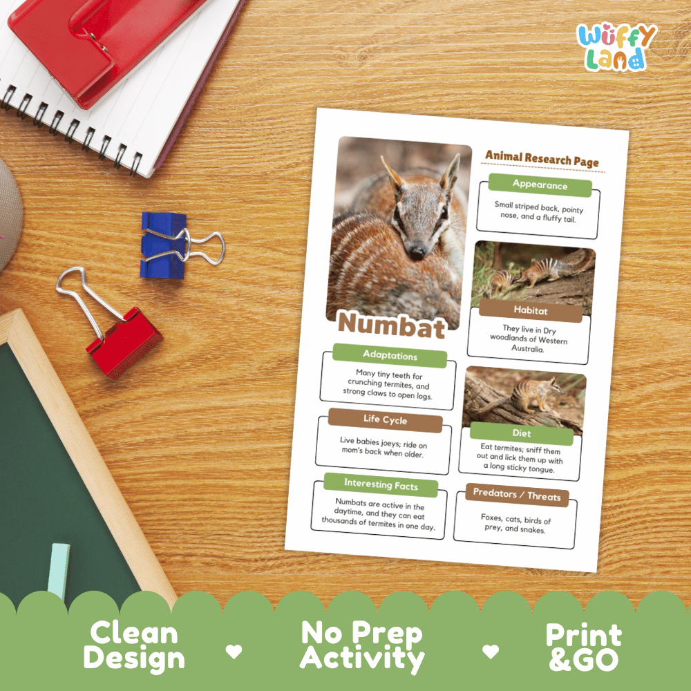 A printed educational poster about the Australian mammal Numbat, styled on a wooden desk with school supplies. The poster features a large photo of a numbat, text sections, and small inset images, with a green 'Wuffly Land' logo in the top right corner of the sheet.