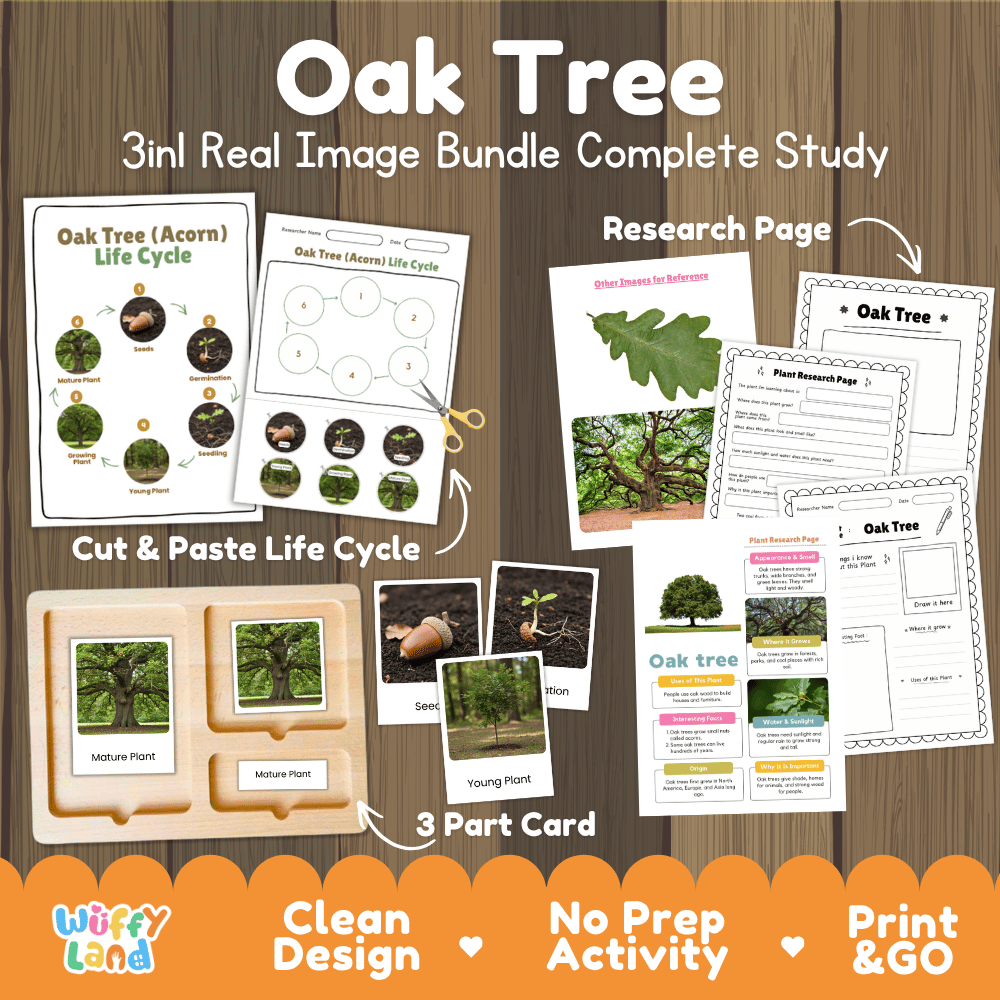 Oak tree 3in1 real image bundle complete study printable featuring life cycle cut and paste worksheets, Montessori 3-part cards, and research pages
