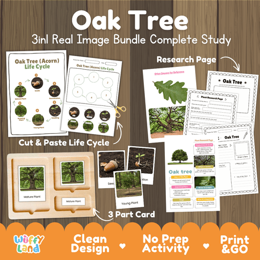 Oak tree 3in1 real image bundle complete study printable featuring life cycle cut and paste worksheets, Montessori 3-part cards, and research pages