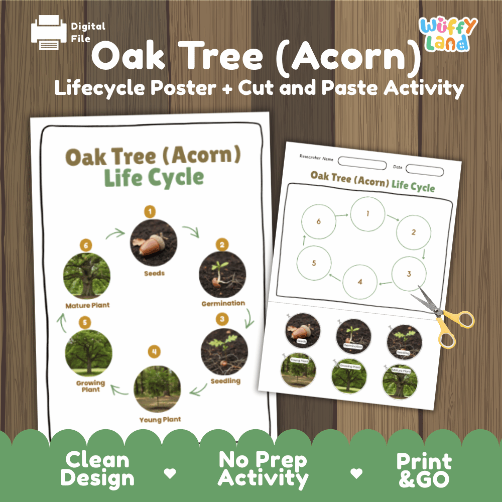 Oak Tree (Acorn) Lifecycle Poster and Cut and Paste Activity Worksheets | Plant Science Printables