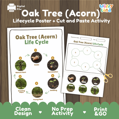 Oak Tree (Acorn) Lifecycle Poster and Cut and Paste Activity Worksheets | Plant Science Printables