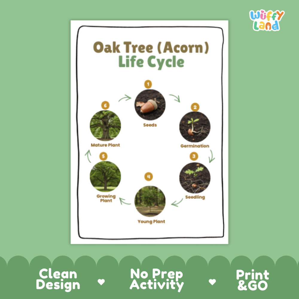 Oak Tree (Acorn) Lifecycle Poster and Cut and Paste Activity Worksheets | Plant Science Printables