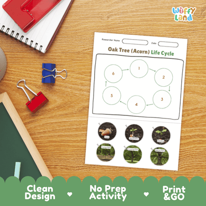 Oak Tree (Acorn) Lifecycle Poster and Cut and Paste Activity Worksheets | Plant Science Printables