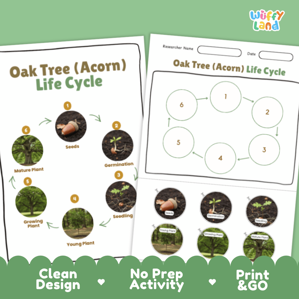 Oak Tree (Acorn) Lifecycle Poster and Cut and Paste Activity Worksheets | Plant Science Printables