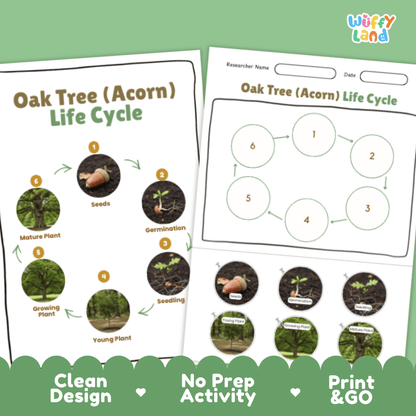 Oak Tree (Acorn) Lifecycle Poster and Cut and Paste Activity Worksheets | Plant Science Printables