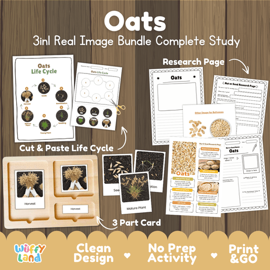 Complete Oats 3-in-1 real image study bundle featuring cut and paste worksheets, Montessori 3-part cards, and research pages 🌾🌱