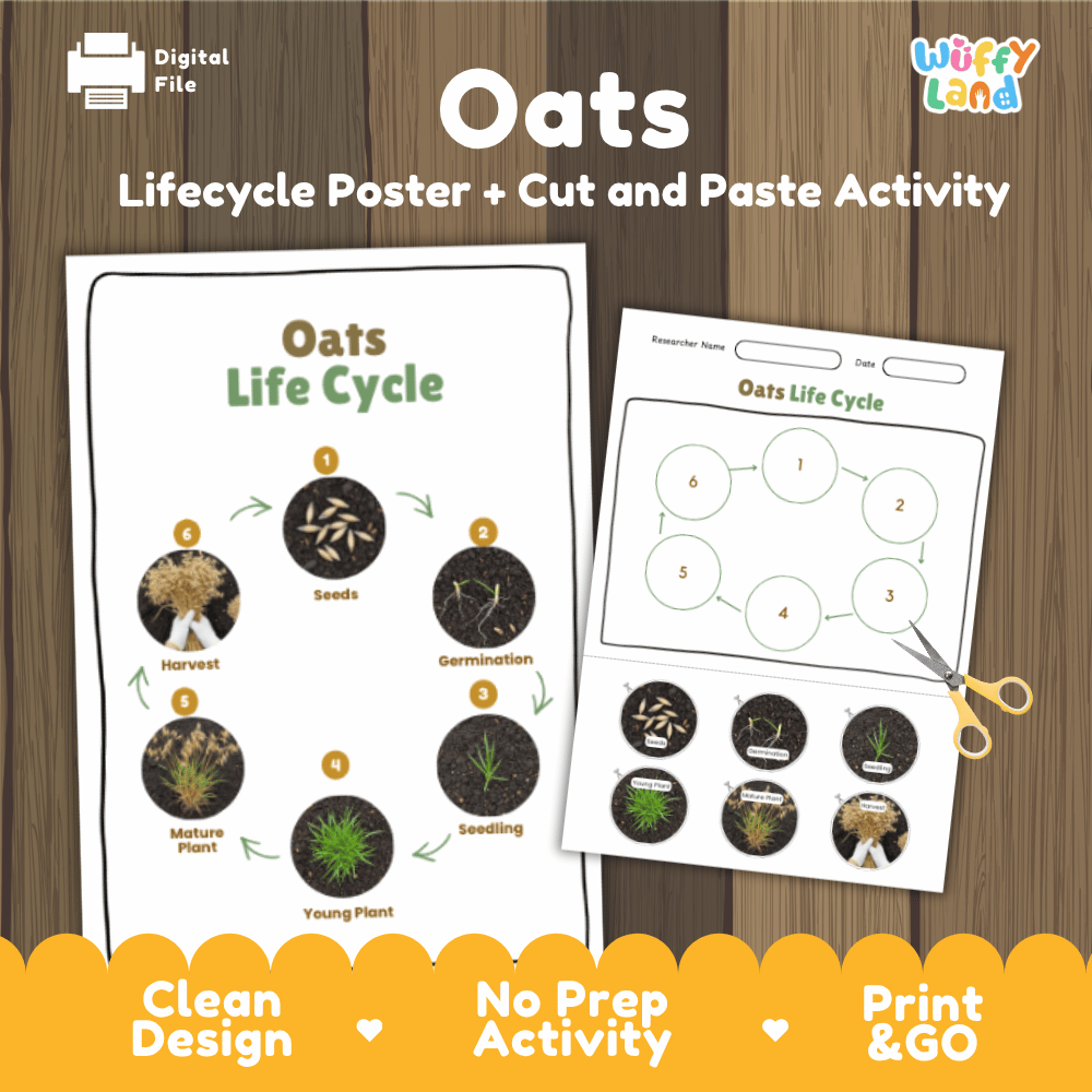Oats Lifecycle Poster and Cut and Paste Activity Worksheets | Plant Science Printables