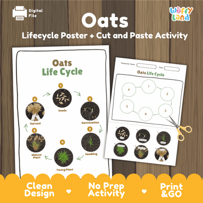 Oats Lifecycle Poster and Cut and Paste Activity Worksheets | Plant Science Printables