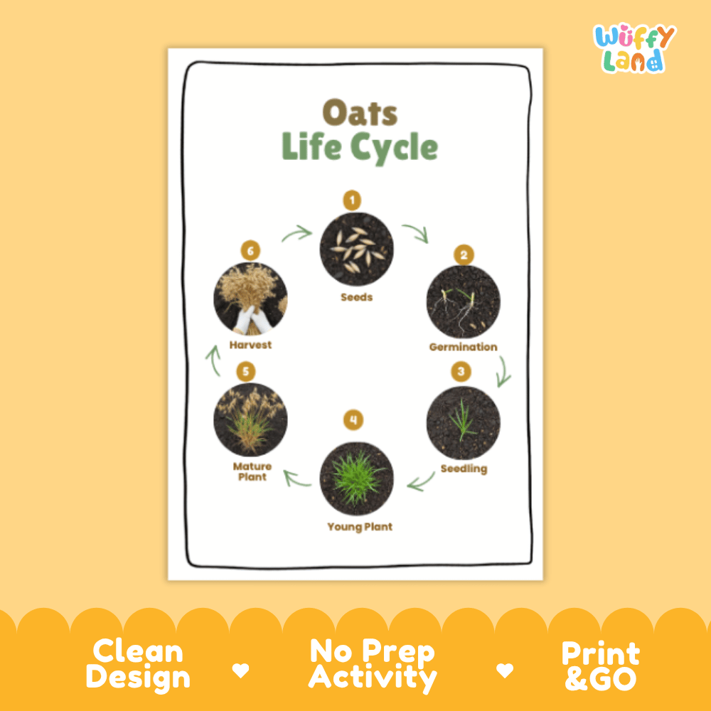 Oats Lifecycle Poster and Cut and Paste Activity Worksheets | Plant Science Printables