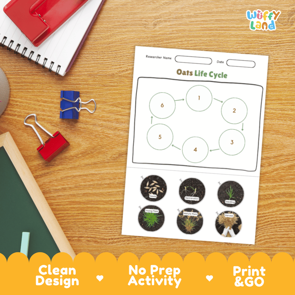 Oats Lifecycle Poster and Cut and Paste Activity Worksheets | Plant Science Printables