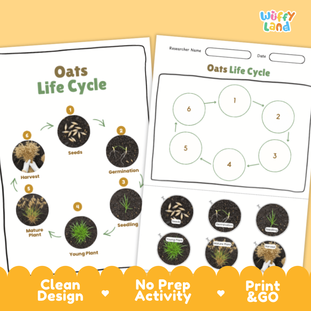 Oats Lifecycle Poster and Cut and Paste Activity Worksheets | Plant Science Printables
