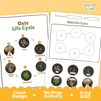 Oats Lifecycle Poster and Cut and Paste Activity Worksheets | Plant Science Printables