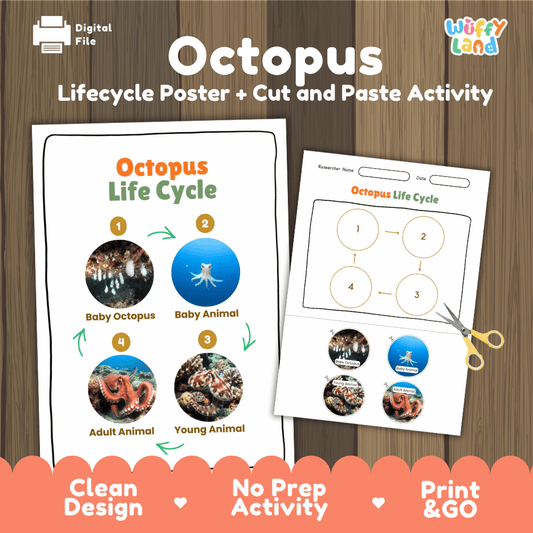 Octopus life cycle sequencing reference chart and cut and paste student worksheet with 4 developmental stages