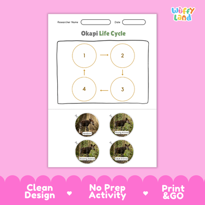 Okapi life cycle educational poster showing newborn young animal growing animal and adult animal stages with real photos