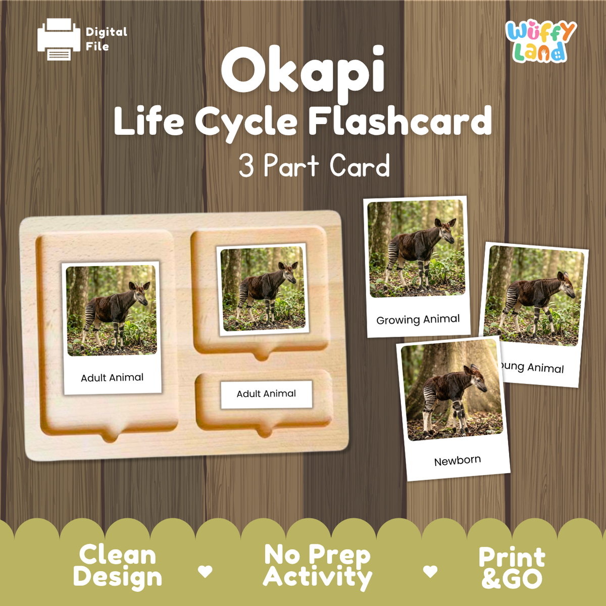 Okapi Life Cycle Flashcards | Montessori 3 Part Cards Mammal Activity