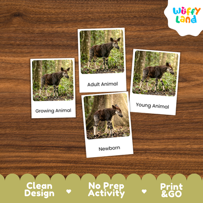 Okapi Life Cycle Flashcards | Montessori 3 Part Cards Mammal Activity