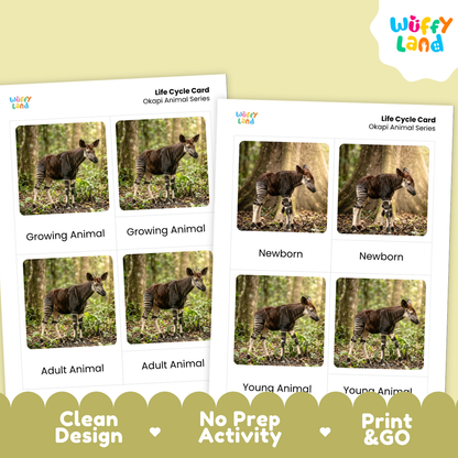 Okapi Life Cycle Flashcards | Montessori 3 Part Cards Mammal Activity
