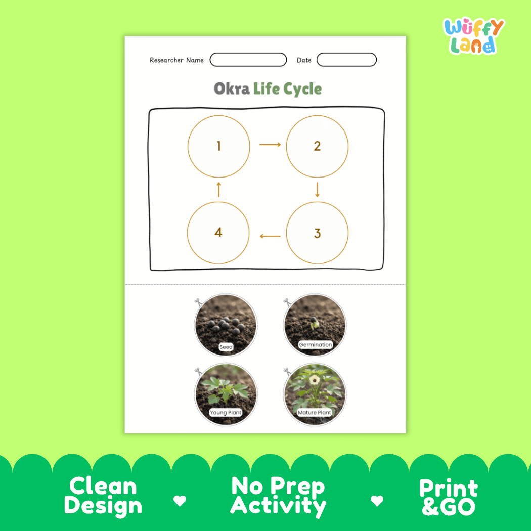 Educational reference poster showing four realistic photo stages of an okra life cycle including seed, germination, young plant, and mature plant