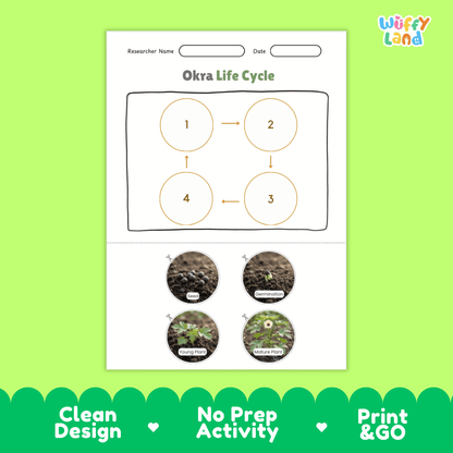Educational reference poster showing four realistic photo stages of an okra life cycle including seed, germination, young plant, and mature plant