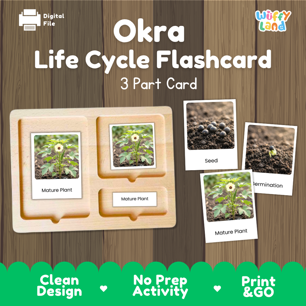 Digital preview of an Okra Life Cycle Flashcard set by Wiffy Land, showing a wooden 3-part card tray with photos of plant stages and three separate photo cards labeled Seed, Termination, and Mature Plant, on a wood-grain background.