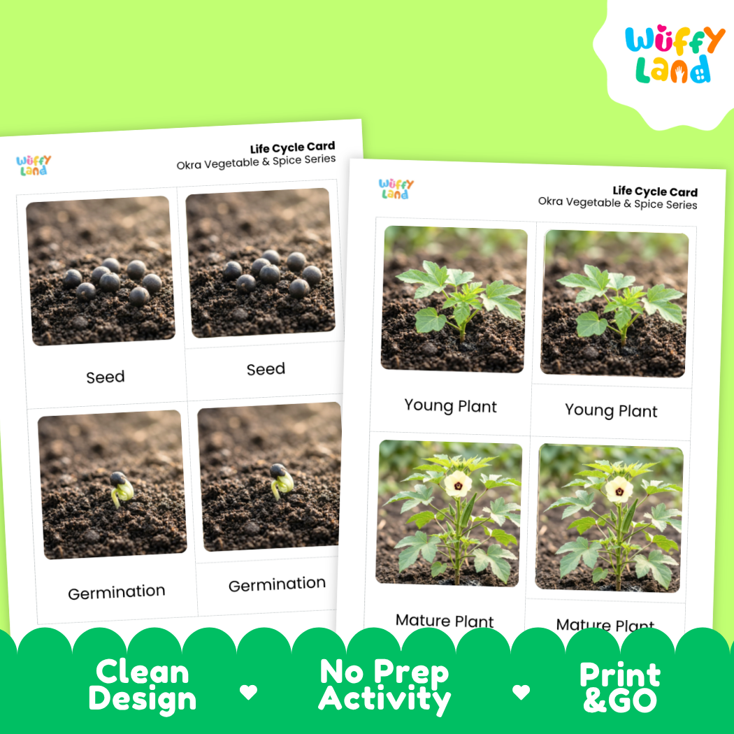 Two printed life cycle cards for okra vegetable and spice series shown on a bright green background. The cards feature labeled photos of seed, germination, young plant, mature plant, and product shots.