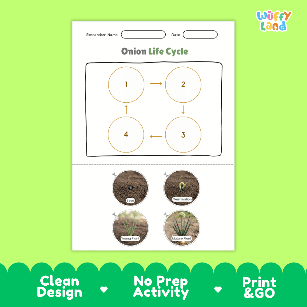 Educational reference chart poster showing the 4 stages of the onion life cycle from seed and germination to young seedling and mature bulb plant