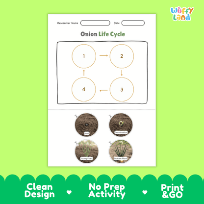 Educational reference chart poster showing the 4 stages of the onion life cycle from seed and germination to young seedling and mature bulb plant
